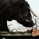 Beasts of the Southern Wild